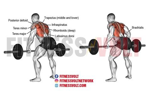 Bent Over Rows: Strengthen Your Back and Biceps Effectively – Fitness Volt