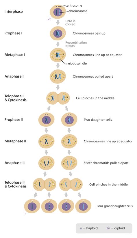 Chromosome Number Worksheet Meiosis Mitosis Key Mitosis | The Best Porn ...