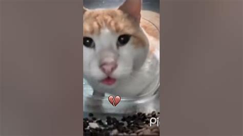 Mr fresh cat 🔥😼 - YouTube