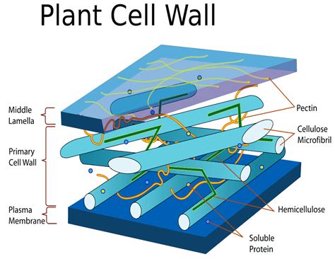 Plant cell wall diagram - /plants/diagrams/Plant_cell_wall_diagram.png.html