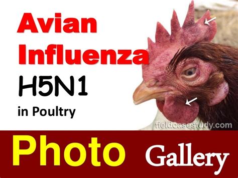 BIRD FLU in chickens, Avian Influenza Symptoms, H5N1 virus, Poultry D…