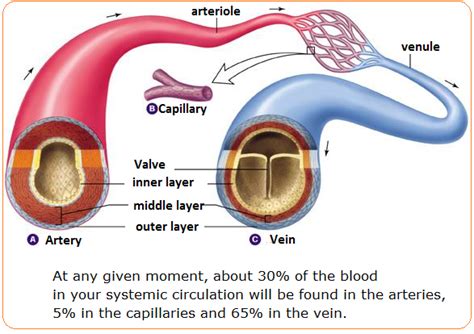 Arteries, veins and capillaries - structure and functions - Biology ...