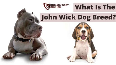 What Is The John Wick Dog Breed? (1, 2, 3, And Their Names) | Dog ...