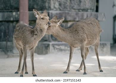 91 Deer Mother Nurturing Baby Images, Stock Photos & Vectors | Shutterstock