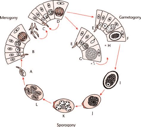 The life cycle of a typical Eimeria species. Sporozoites (A) excyst ...