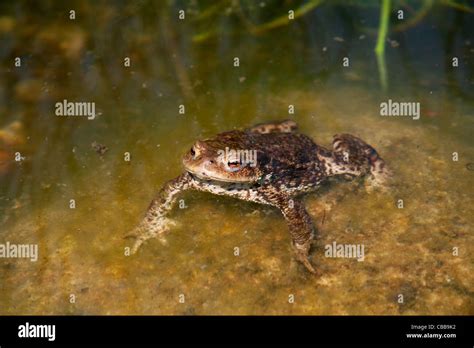 Toad, Bufo bufo, amphibian, frog, animal, water (CTK Photo/Marketa ...