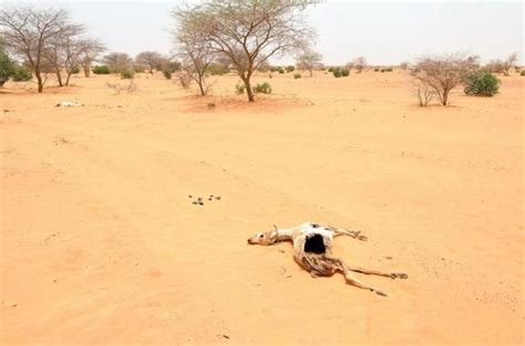 What can be done in the drought-stricken Sahel? | Environment | Al Jazeera