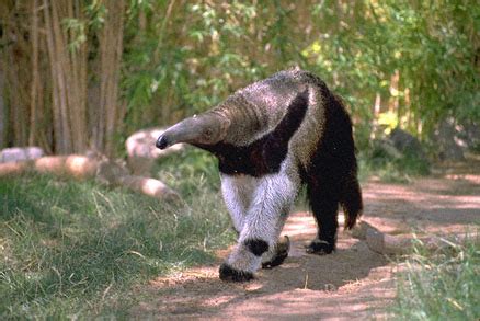 Anteater