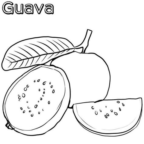 Vitamin C In Guava Coloring Pages | Coloring pages for kids, Sunflower ...