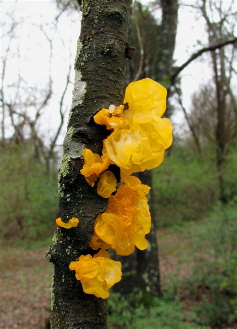 Yellow fungus on a tree branch | David Trently | Flickr