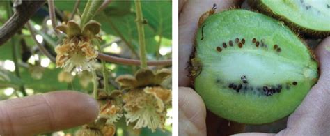 Artificial Pollination in Kiwifruit and Olive Trees | IntechOpen