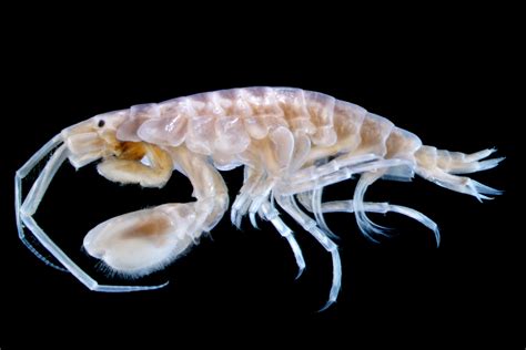 New Amphipod Species Discovered On Museum Shelves - Canadian Museum of ...