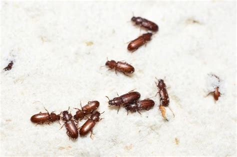 Tiny Brown Flying Bugs In House Australia | Psoriasisguru.com