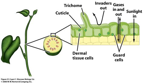 Tissue System: Dermal, Vascular, Ground with Videos and Examples