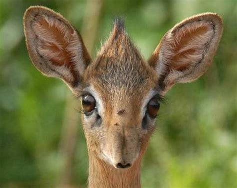 Giant Sable Antelope Baby | www.pixshark.com - Images Galleries With A ...