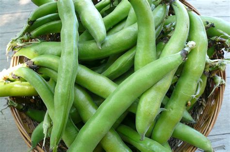 Fava Beans | Recipes from Nash's Organic Produce