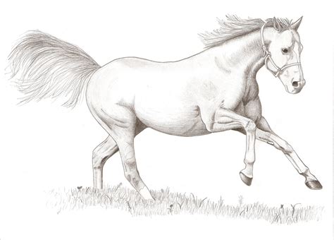 Horse drawings, Horse drawing, Easy horse drawing