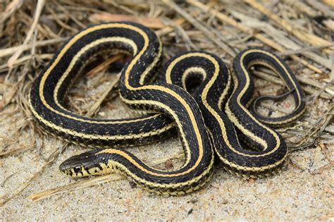 Plains Gartersnake (Thamnophis radix) - Amphibians and Reptiles of ...