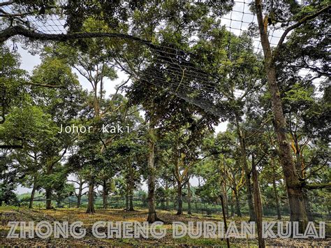 Nearest Durian Farm from Singapore. Zhong Cheng Durian Farm in Kulai ...