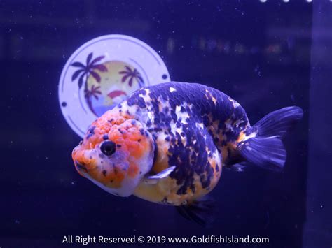 Ranchu Goldfish 5-5.5 Inches 20819RCCAL556T22-2 - Goldfish Island