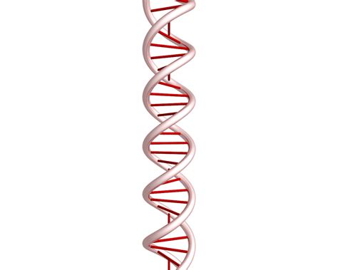 Dna Double Helix Labeled