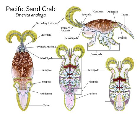 External Anatomy of the Pacific Sand Mole — Emma Oyle Illustrations