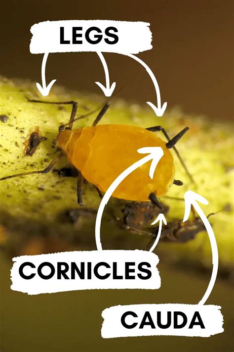 Are Aphids Yellow? How to Identify and Repel Yellow Aphids – Backyard ...