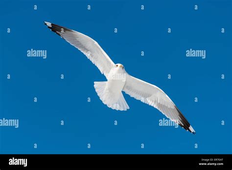 one white bird flies Stock Photo - Alamy