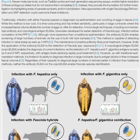 Fasciola hepatica/Fasciola gigantica Coinfection and Infection with ...