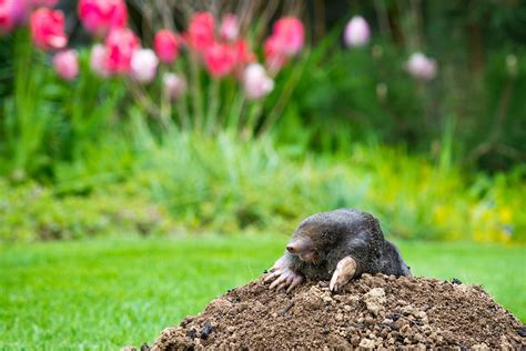 Moles and Voles: Friends or Foes?