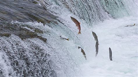 The Great Salmon Migration — Sweetwater Fishing Blog