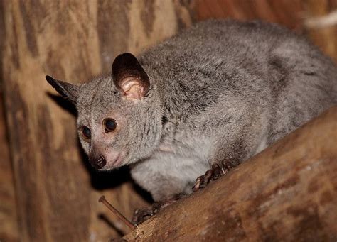 Greater Galago | Rare animals, Animals, Animals friends