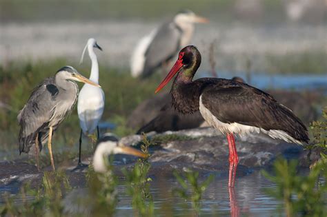 BLACK STORK – STORKS IN MOTION