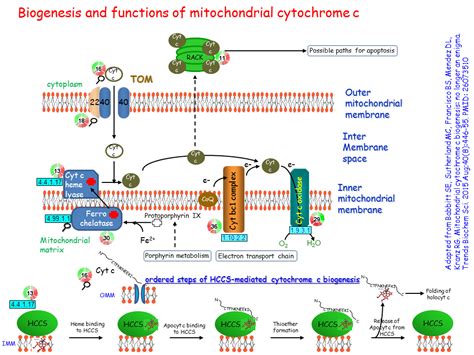 Biogenesis and functions of mitochondrial cytochrome c