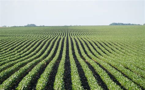 Trade retaliation concerns soybean farmers | Local News ...