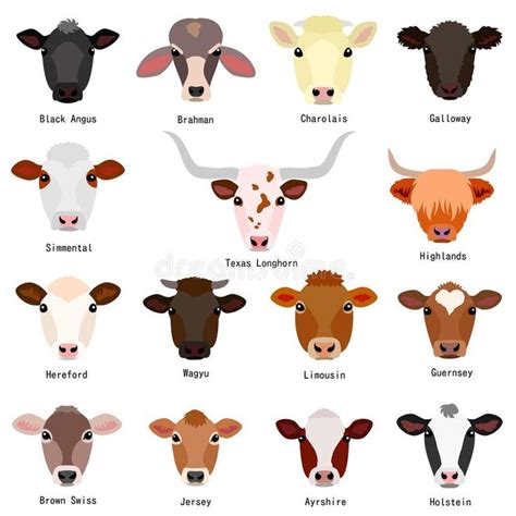 Cattle chart with breeds name stock illustration | Fluffy cows, Cute ...