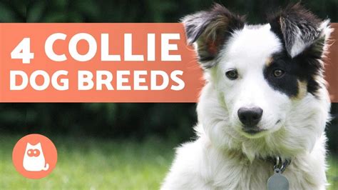 How Many Different Types Of Collie Dogs Are There