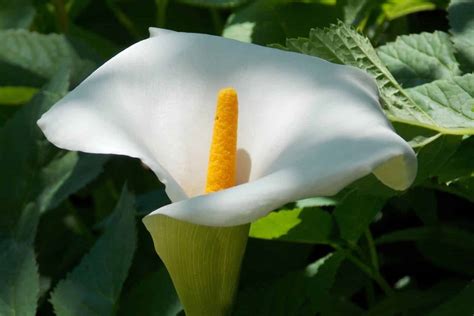 Peace Lily Flower Meaning & Symbolism (Virtue & Hope)