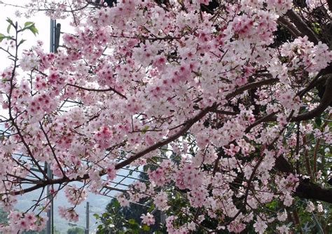 Taiwan limits visitors visiting Alishan during cherry blossom season ...