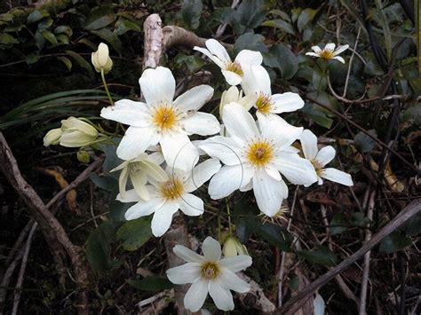 Puawhanganga Clematis Paniculata, Native Plants, Flowers Bouquet, New ...