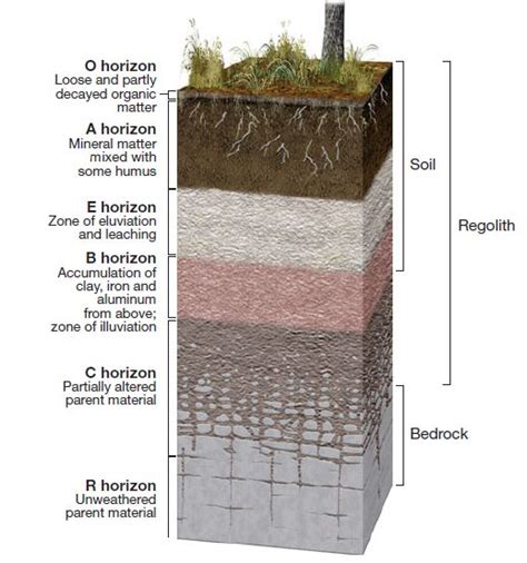 Soil Profile and its Horizons | Diagram and Layers - Digitally learn