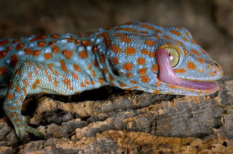 Tokay Gecko Facts and Pictures | Reptile Fact