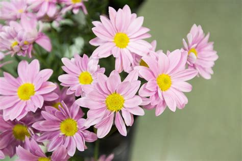 Meaning of Daisy Flowers And Other Facts About These Lovely Blooms ...