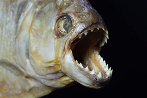 Could Piranha Really Turn You Into a Skeleton in a Matter of Minutes?