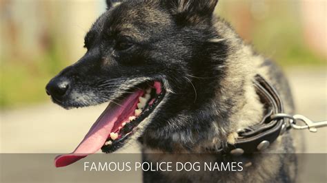 Ultimate List of the Top 500+ Police Dog Names - Cop, K9, Law ...