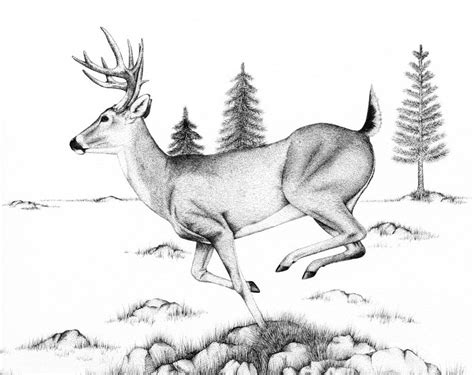 Whitetail running by Tayjones on deviantART | Hunting drawings, Deer ...