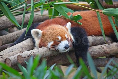 Red panda (firefox) sleeping on the ... | Stock image | Colourbox