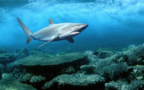 Red sea sharks at risk from political upheaval, but to what degree ...