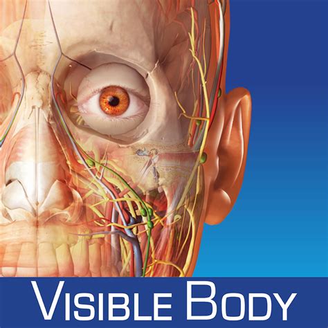 Human Anatomy Atlas SP – Free 3D Anatomical Models of the Human ...