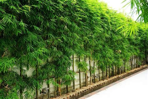 What Bamboo Is Best for Privacy Screens? | Bamboo Plants HQ